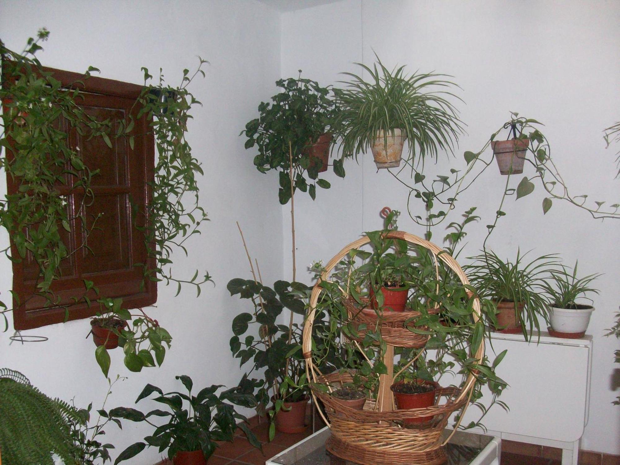 Hostal Moraima Capileira Extérieur photo